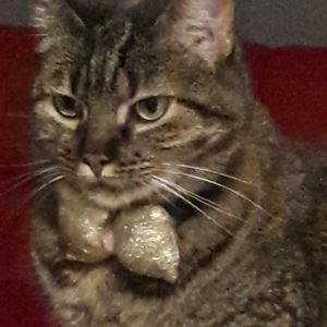 Meet your Posher, Lucy